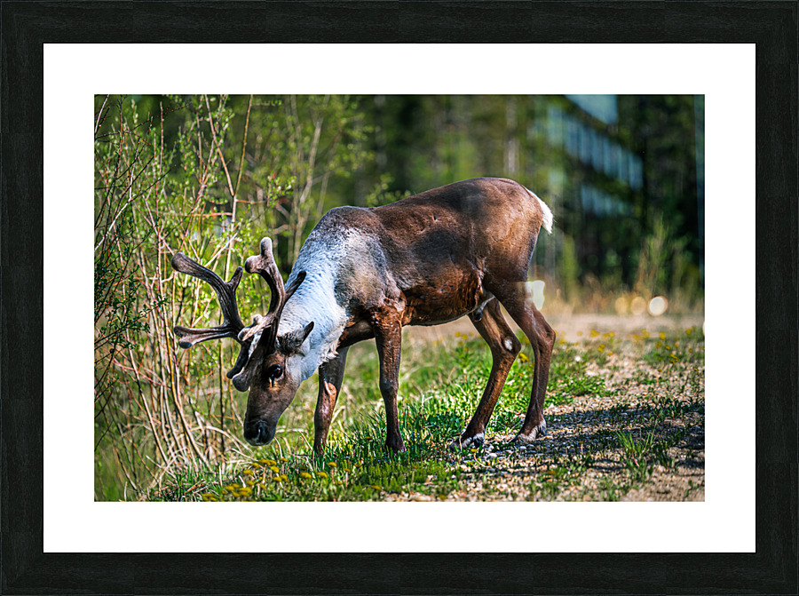Grazing Caribou Picture Frame print