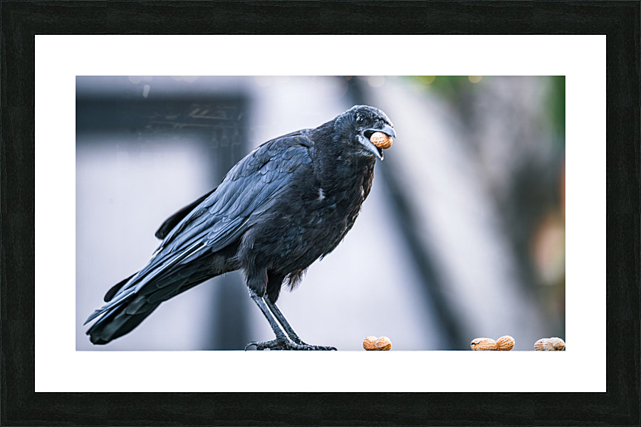 Eating Peanuts Picture Frame print