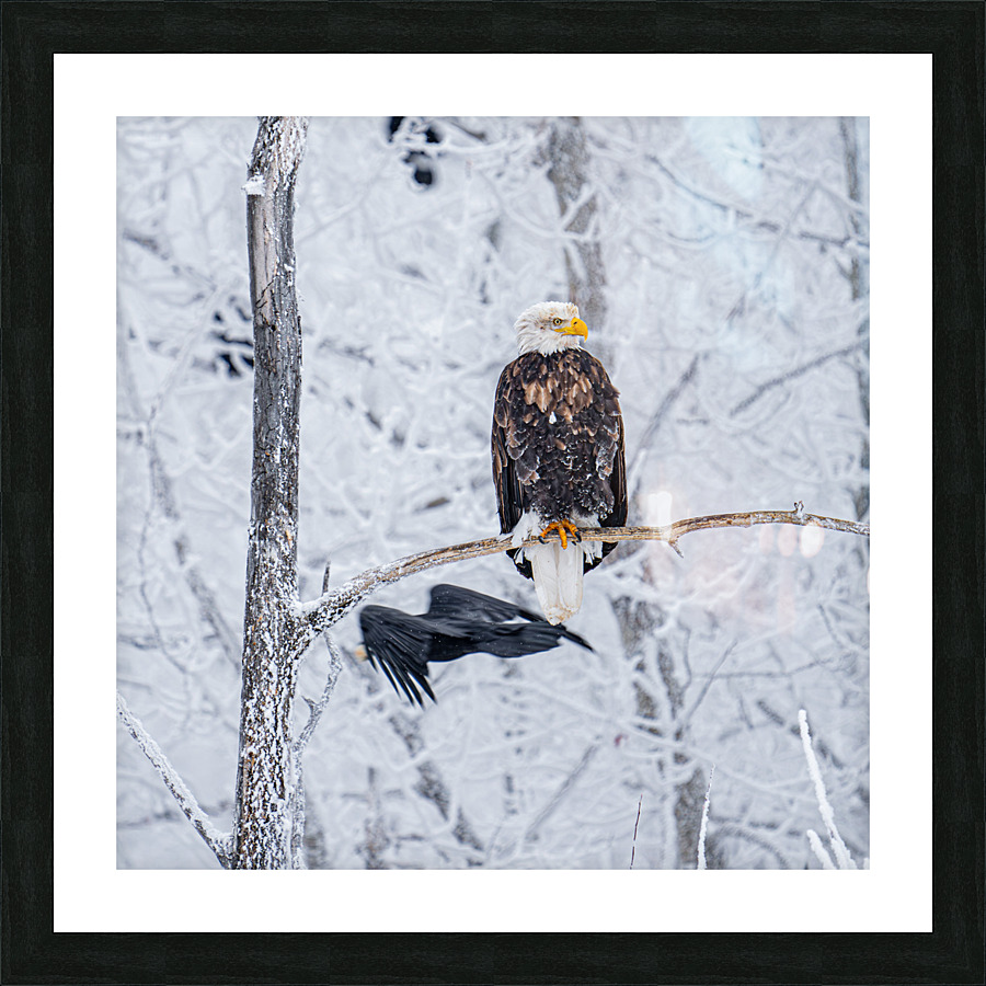 Eagle and Raven Picture Frame print