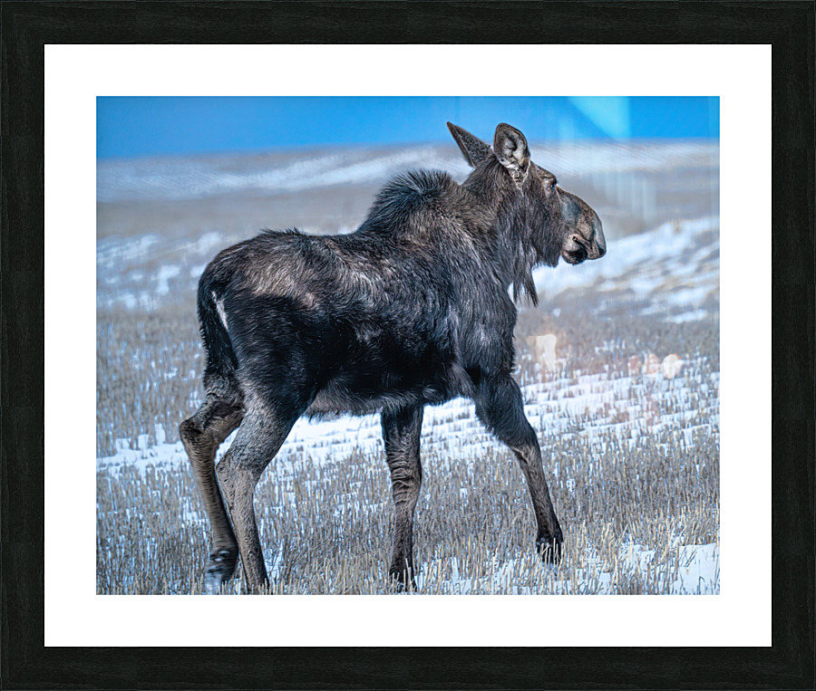 Moose in Open Field Picture Frame print
