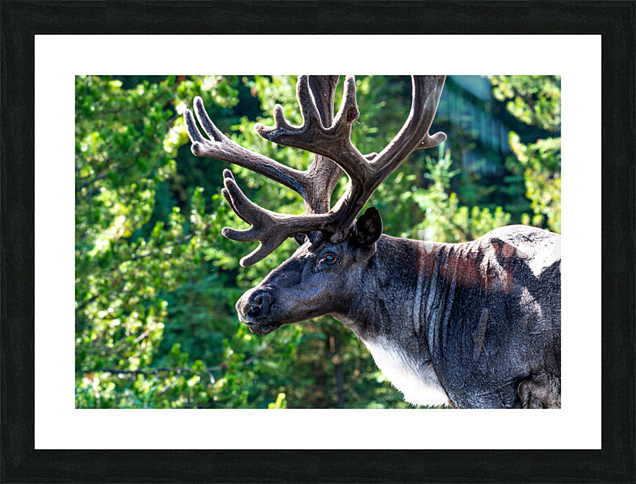 Mountain Caribou Rack Picture Frame print