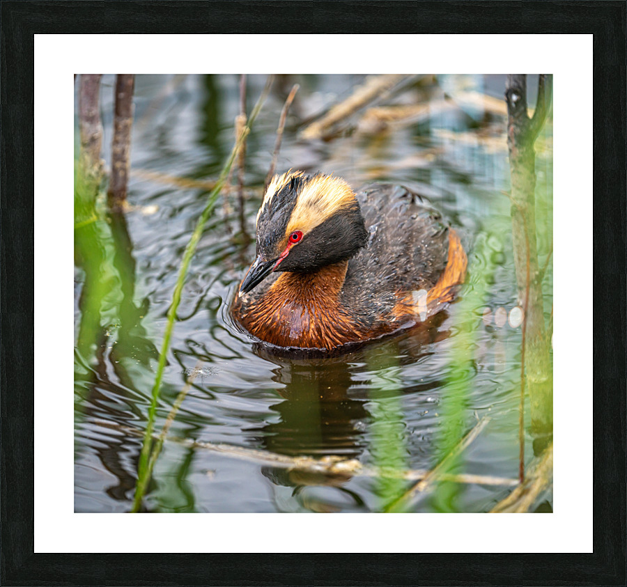  Fine Art print