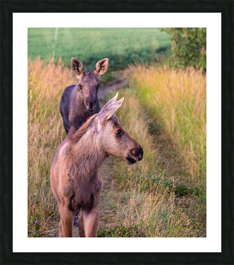  Fine Art print
