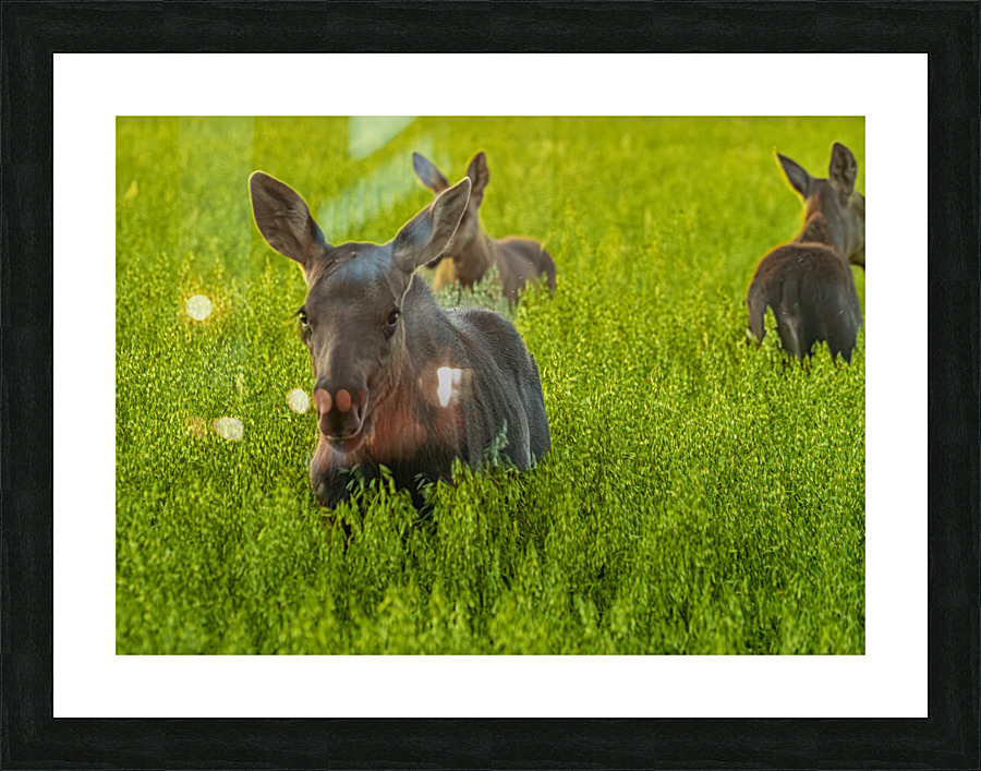  Fine Art print