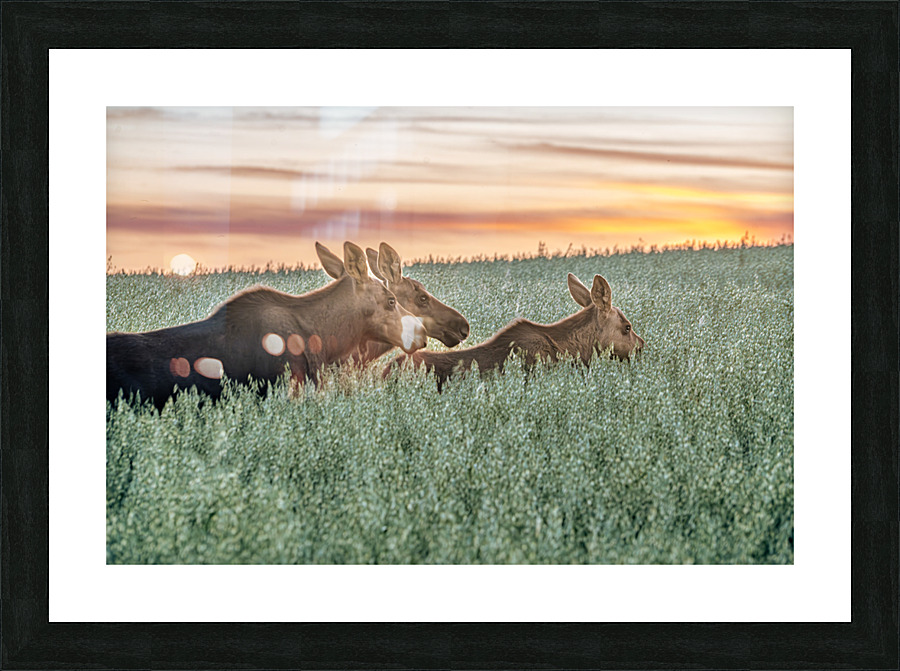  Fine Art print