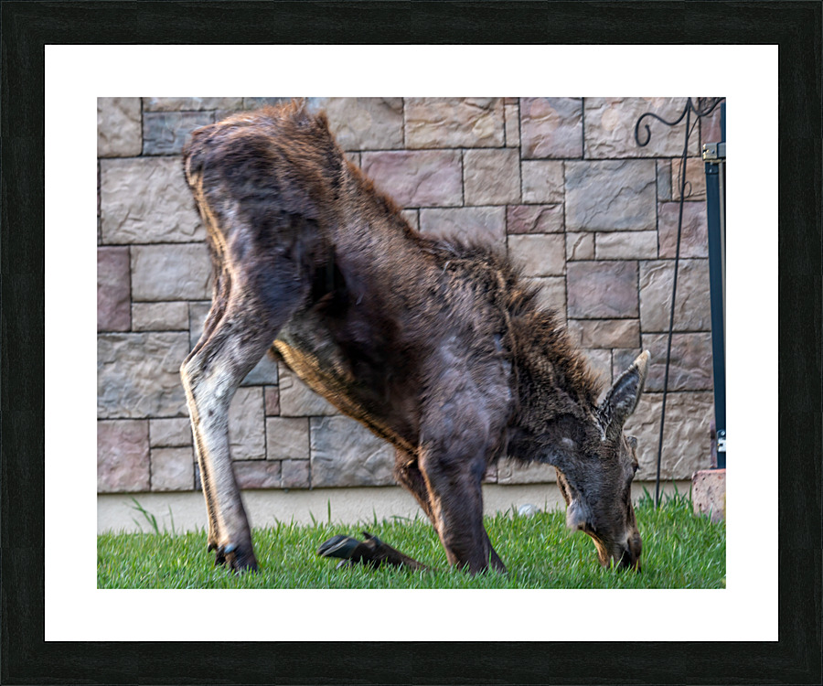 Fine Art print