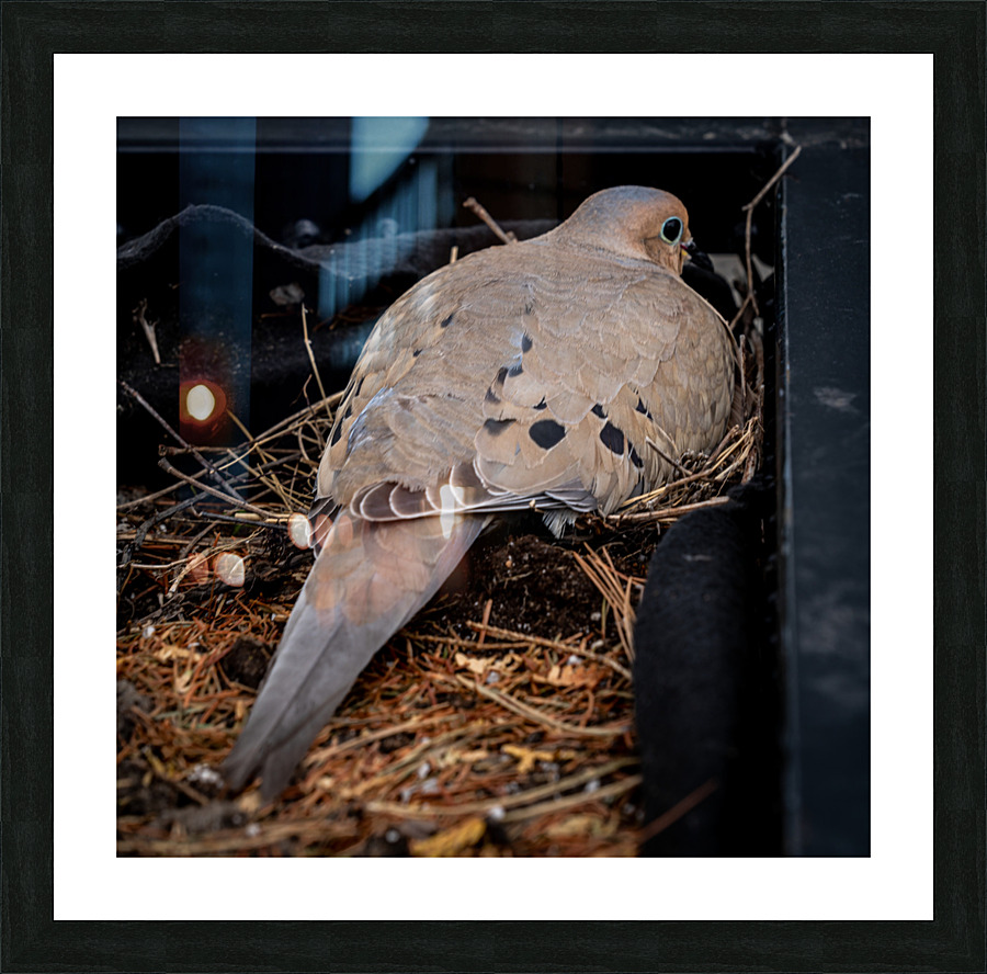  Fine Art print