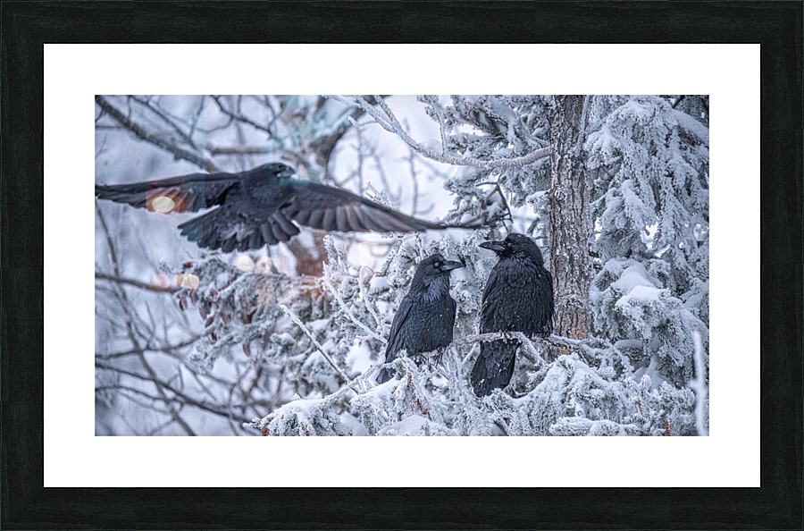  Fine Art print