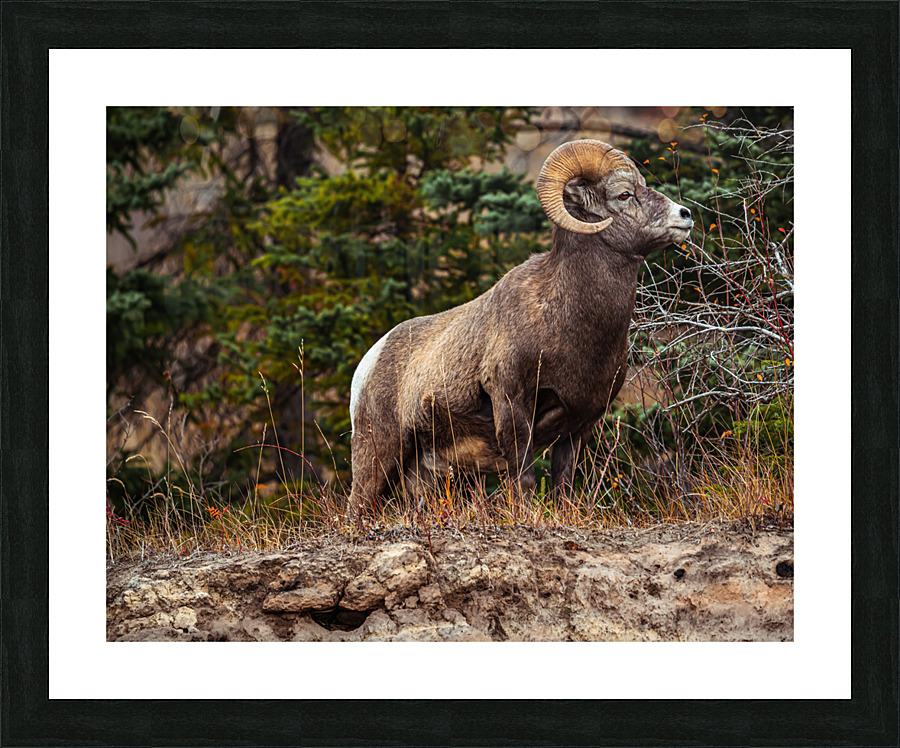  Fine Art print