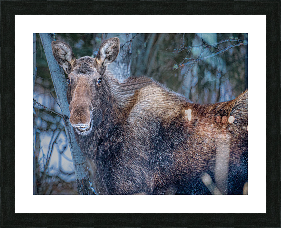  Fine Art print