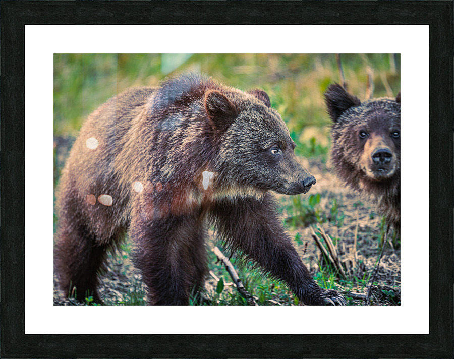  Fine Art print