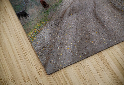 Cow Crossing Kevin MacLellan puzzle