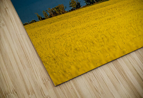 Canola Field Kevin MacLellan puzzle