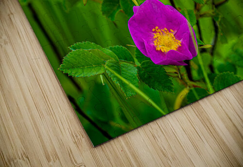Wild Roses Kevin MacLellan puzzle