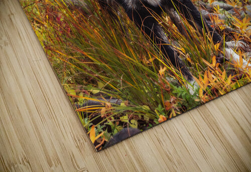 Loving Autumn Kevin MacLellan puzzle
