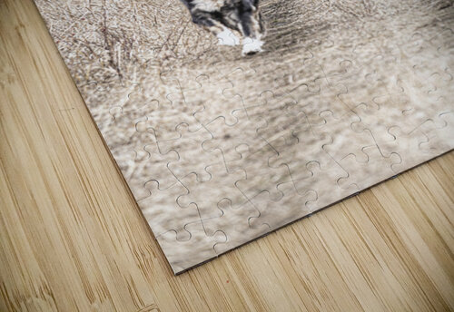 Playing Fetch Kevin MacLellan puzzle