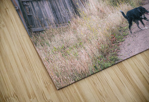 The Stray Kevin MacLellan puzzle