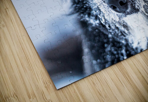 Winter Dog Kevin MacLellan puzzle