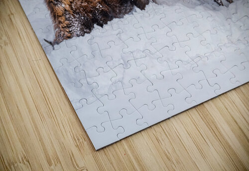 Bison Herd Kevin MacLellan puzzle