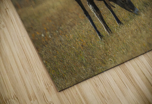 Grazing Kevin MacLellan puzzle