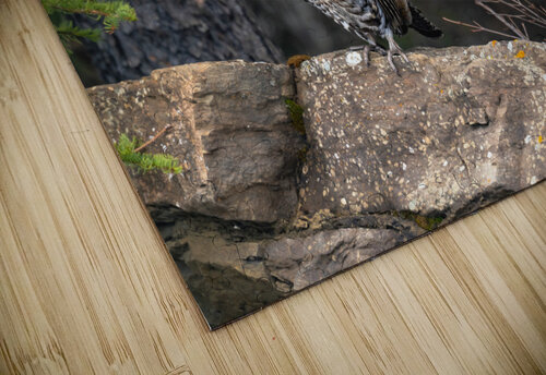 Grouse Kevin MacLellan puzzle