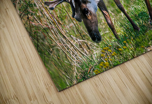 Grazing Caribou Kevin MacLellan puzzle