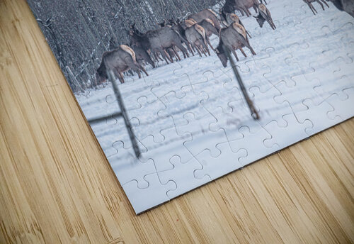 Elk Herd Kevin MacLellan puzzle