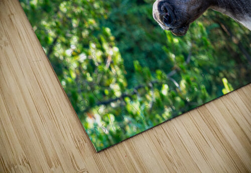 Mountain Caribou Rack Kevin MacLellan puzzle
