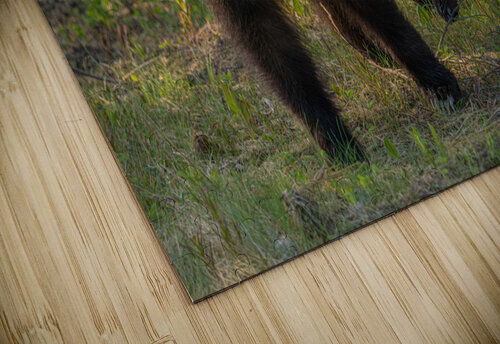 I Got Your Back Kevin MacLellan puzzle