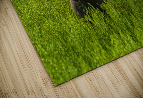 Moose Triplets Kevin MacLellan puzzle