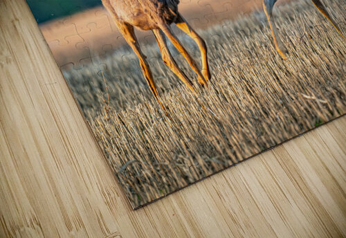 Mule Deer Kevin MacLellan puzzle