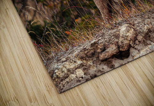Ram Kevin MacLellan puzzle