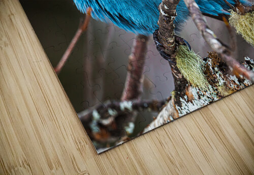 Stellers Jay Kevin MacLellan puzzle