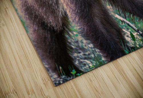 Siblings Kevin MacLellan puzzle
