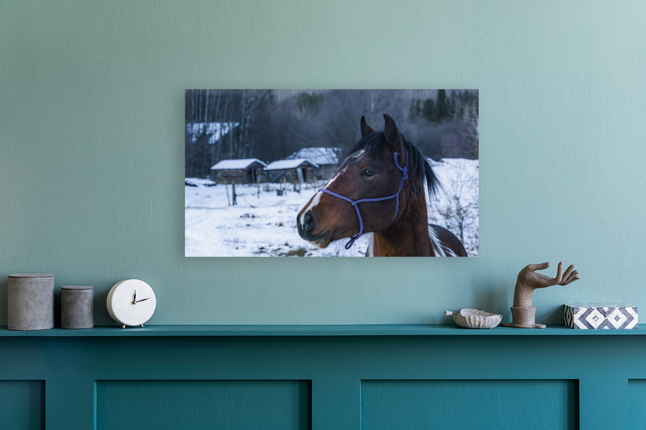 Horse Portrait Reproduction
