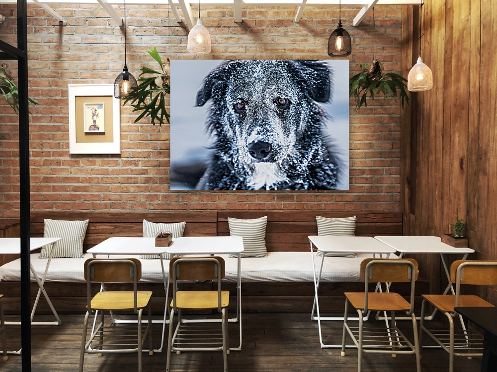 Winter Dog Reproduction
