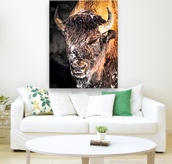 Bison Portrait Reproduction