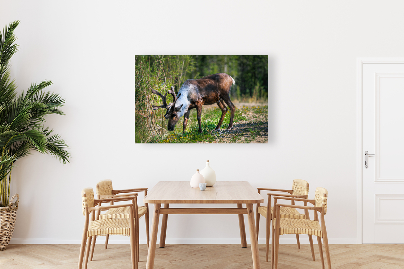 Grazing Caribou Reproduction