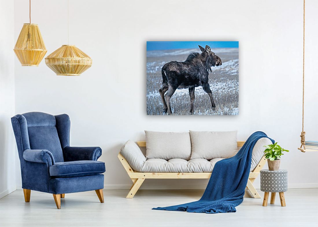 Moose in Open Field Reproduction