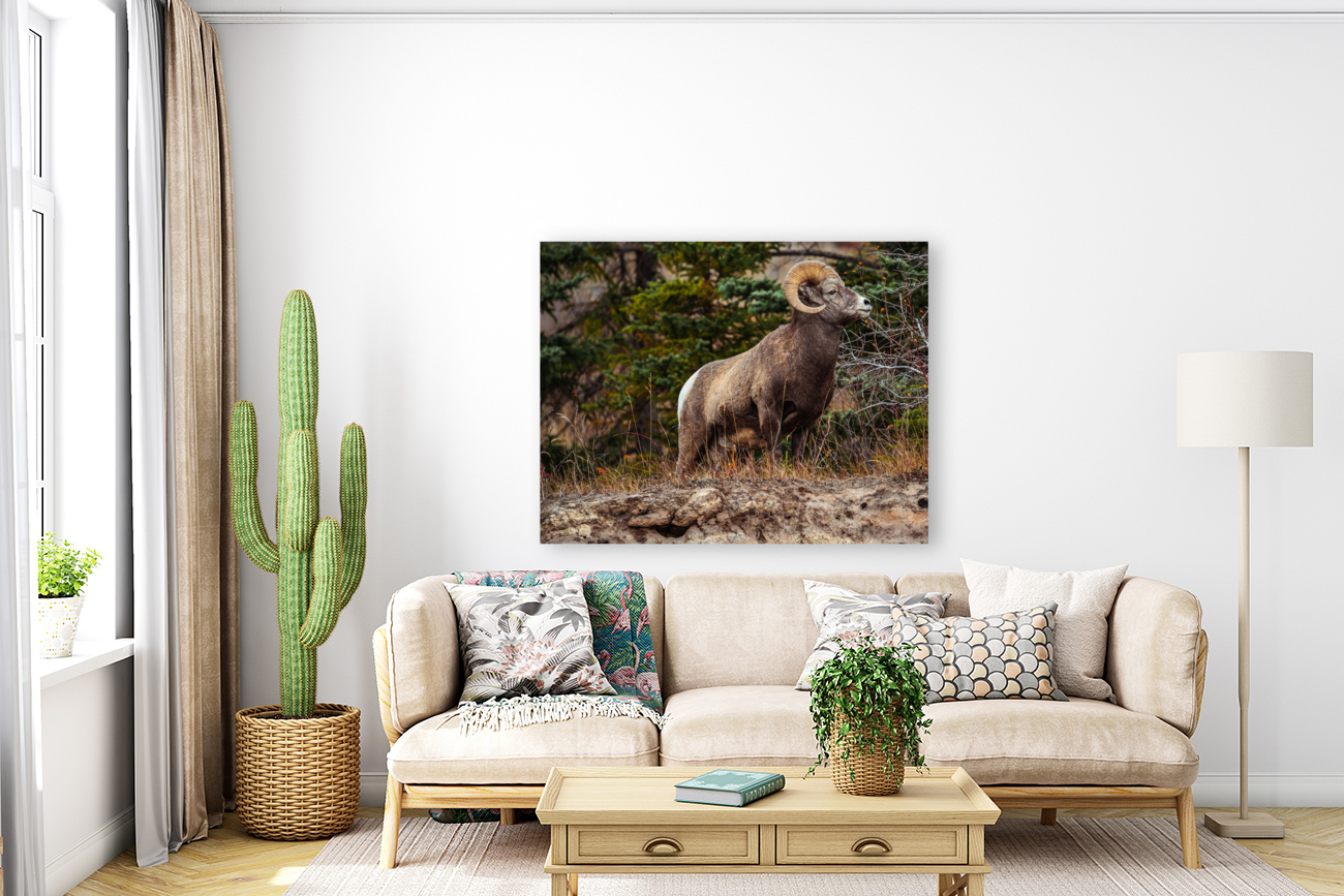 Ram Reproduction