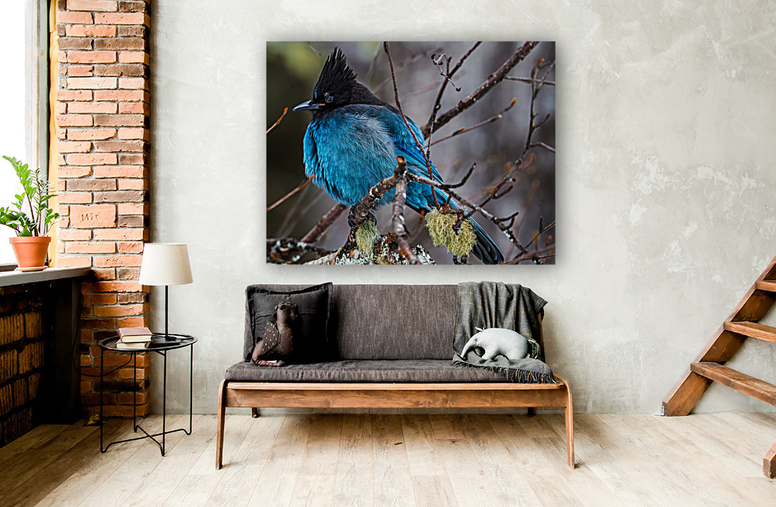 Stellers Jay Reproduction