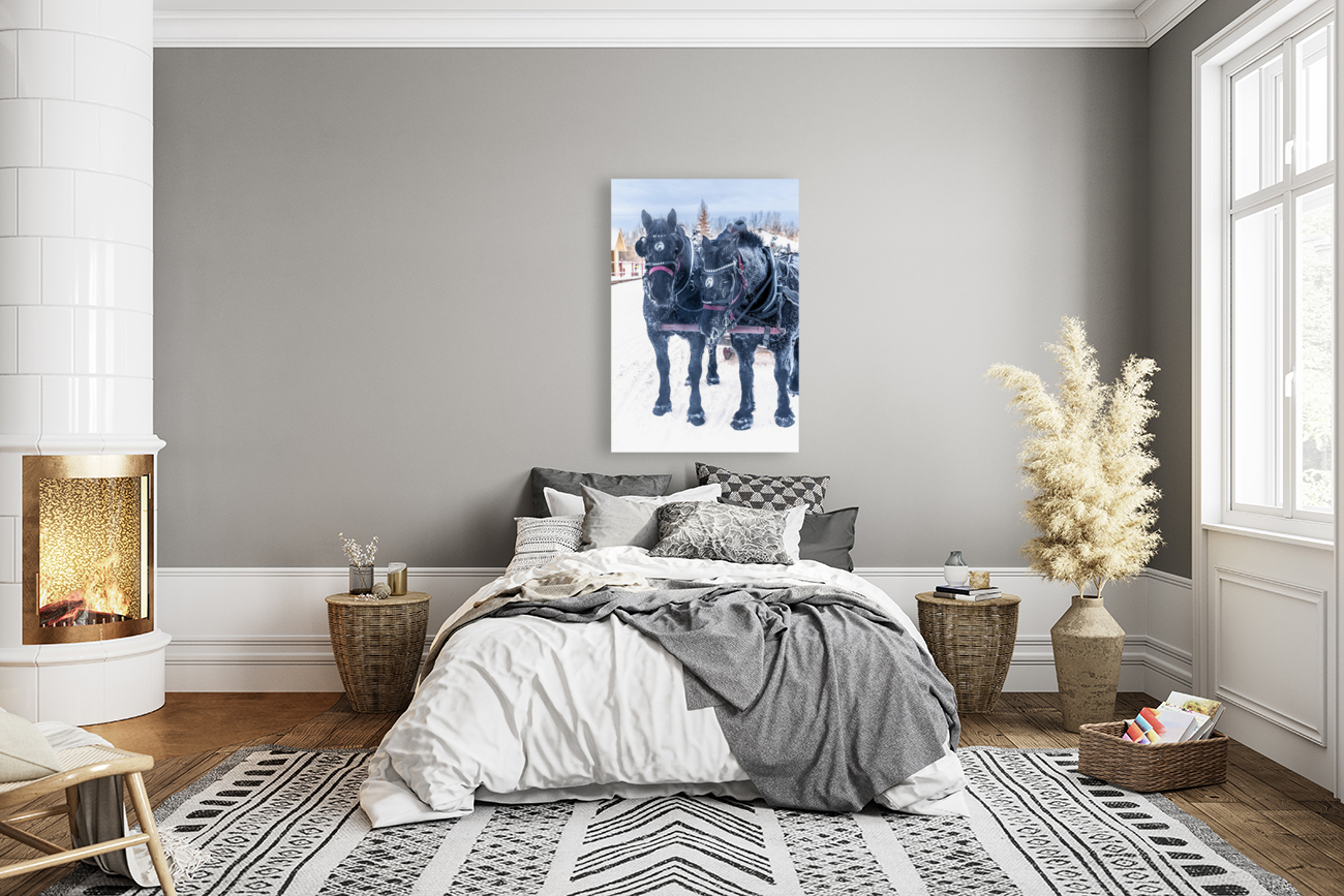 Percherons Reproduction