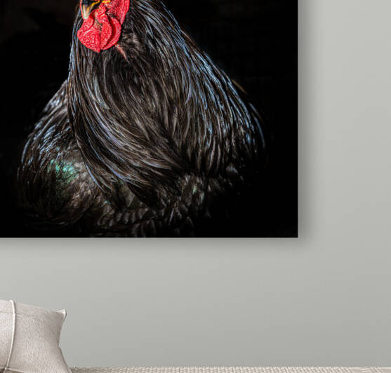 The Rooster Reproduction