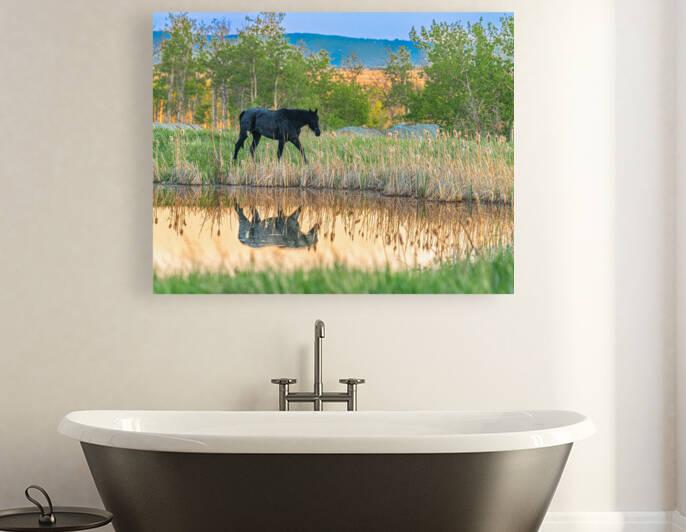 Horse Reflection Reproduction