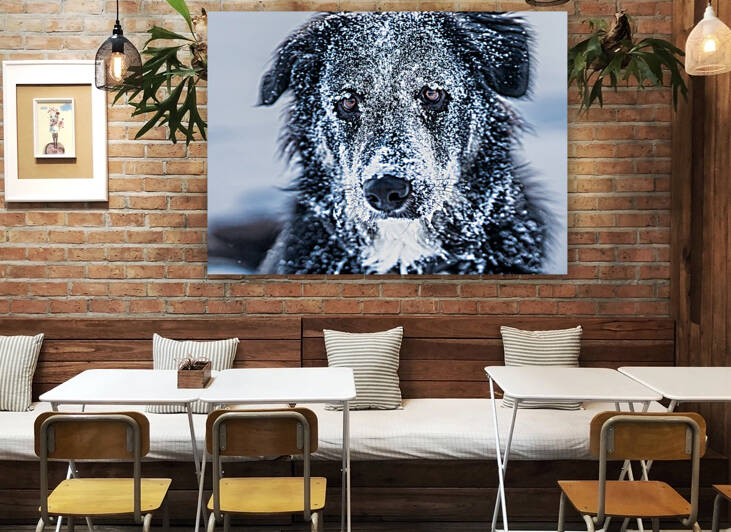 Winter Dog Reproduction