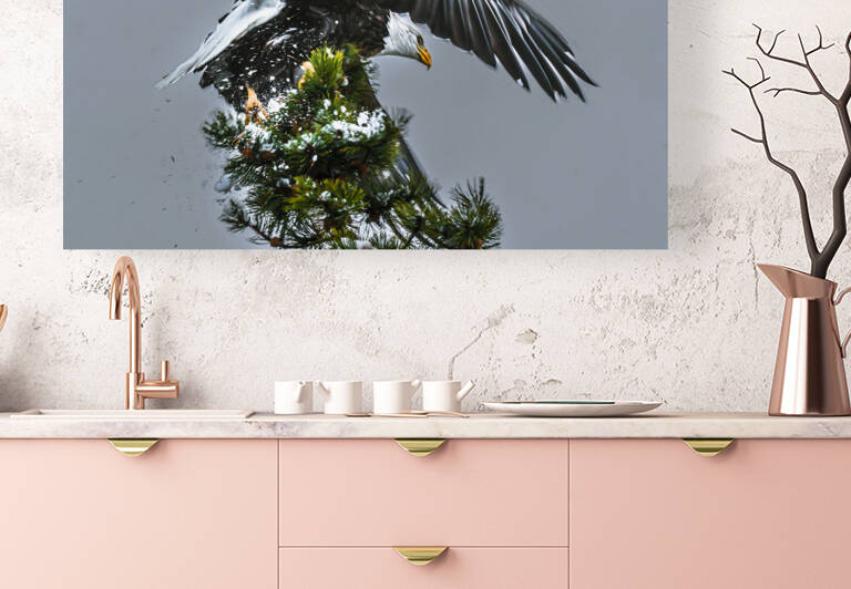Bald Eagle Reproduction