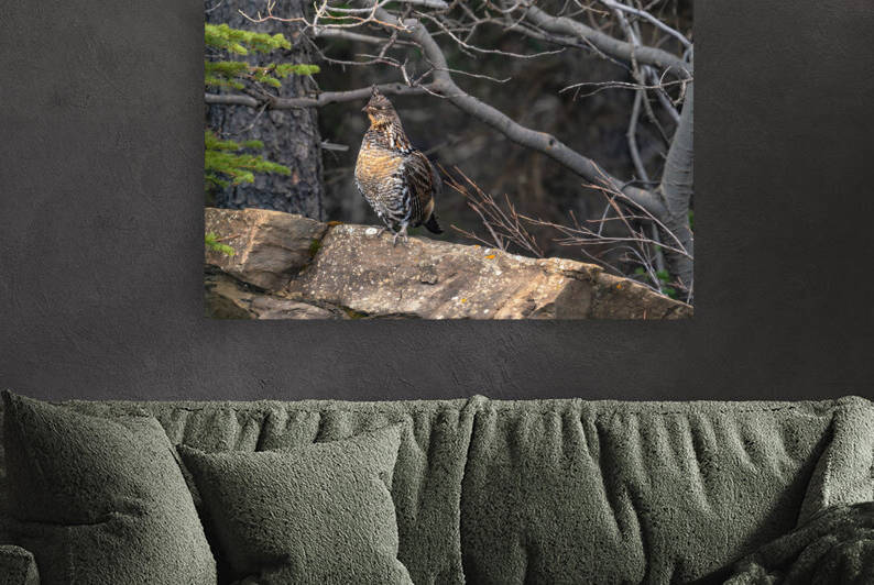 Grouse Reproduction