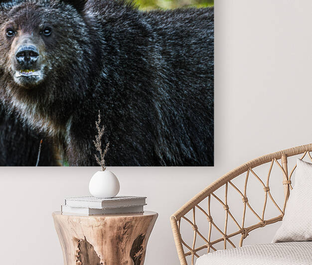 Grizzly Close up Reproduction