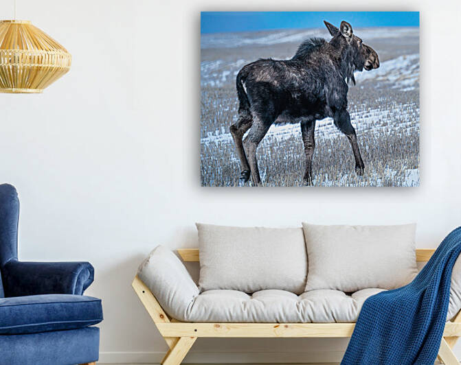 Moose in Open Field Reproduction