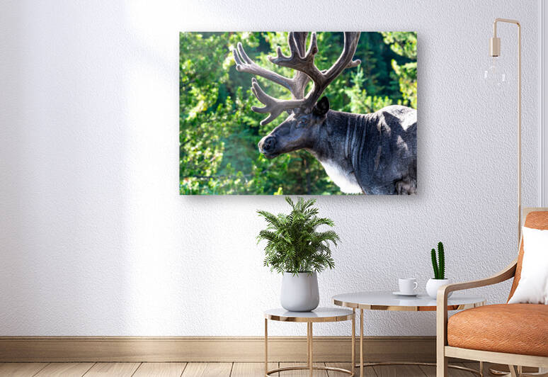 Mountain Caribou Rack Reproduction